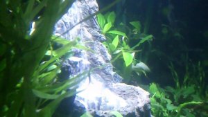 Водопад в аквариуме