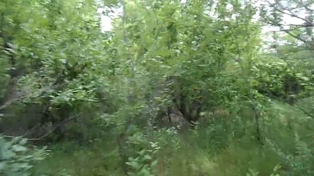 Цветы, чертополох и груши среди деревьев