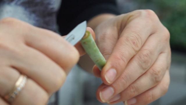 Как Укоренить Черенки Адениума и Олеандра...