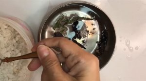 Маринованный тёрн / Заготовки на зиму / просто, легко и очень вкусно. Göyəm turşusu