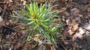 сибирский кедр 4-й год. всегда интересно наблюдать как растёт это дерево