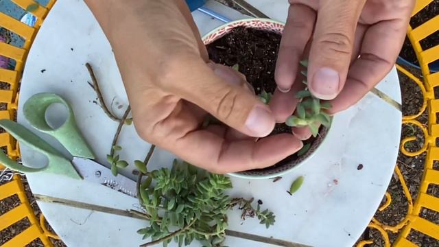 Trasplantando la suculenta sedeveria pink granite смотреть онлайн