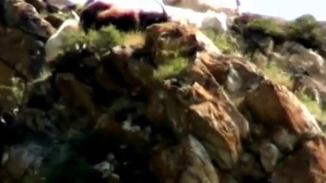 Черное море. Морские обитатели. смотреть онлайн