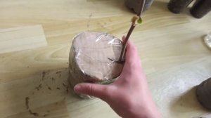 Как упаковать саженцы с закрытой корневой системой для отправки почтой