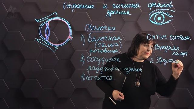 Строение и гигиена органов зрения. 8 класс. смотреть онлайн