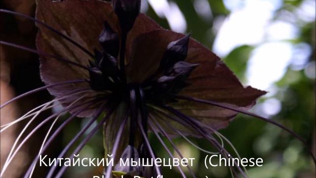 Необычные растения мира