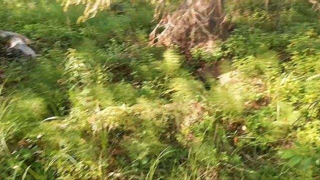 Поход за грибами за лисичками в Карелии смотреть онлайн