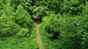 Золотистый ретривер очень любит бегать за  мячиком в овраге  А лабрадорша хочет чтобы бегали только