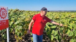 Презентация гибрида подсолнечника ЛГ 59580