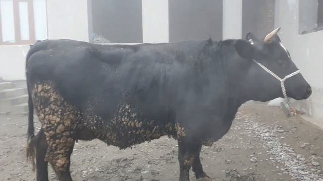 Rossiyski Birinchi Qorin 800 kg Sigirlar