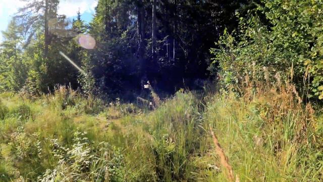 Посёлок Менделеево | Солнечногорский р-н | Идём от ул. Пионерской до железного моста через Клязьму