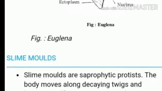 NEET Revision Biological classification смотреть онлайн