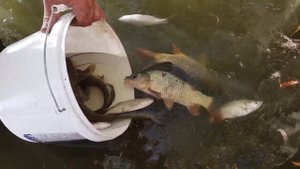 Река Обмелела Спасаем Рыбу Переносим в Другой Водоём Рыбалка в Дагестане Saving The Fish