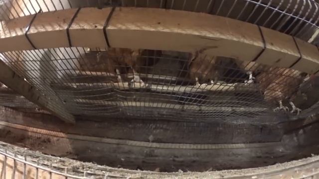 Размеры курятника Клеточное содержание смотреть онлайн