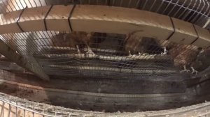 Размеры курятника Клеточное содержание