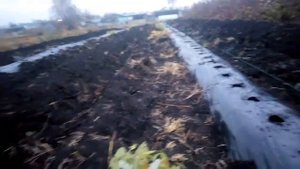 Поздняя посадка малины на плёнку. Хороший урожай уже следующей осенью.