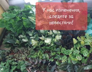 Обзор поступления комнатных растений от 27 марта 2022г. Пеларгонии, диффенбахии, хойи и др..mp4