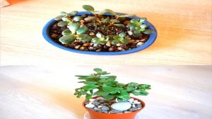 Крона Толстянки (Денежного дерева) НЕ ВЕТВИТСЯ. Какие Причины