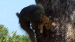 Редкое поведение обезьян едят других животных. Клондайк тв