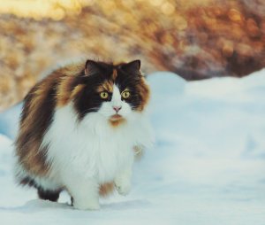 Лесная сибирская трехцветная кошка