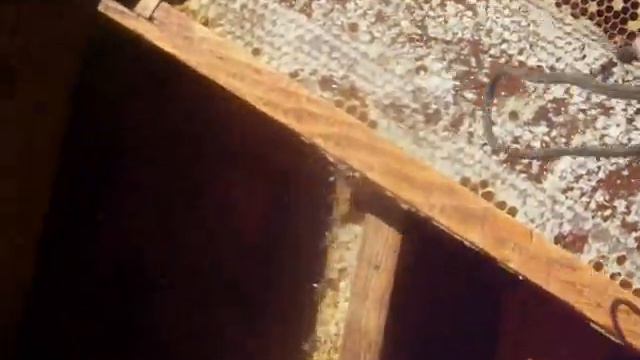 Окончательная формировка пчёл на зиму в ульях лежаках смотреть онлайн