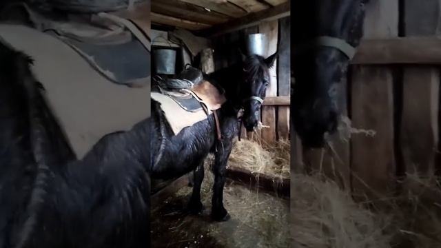 Гоним табун лошадей, смотреть онлайн