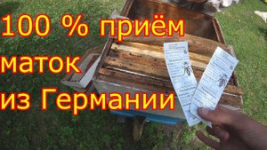 Проверка приёма маток.Племенные матки Карника от Сергея Рауша
