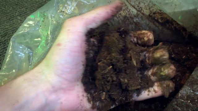 БЛОГ #9 - Домашние жуки Coleoptera (Allomyrina dichotoma) смотреть онлайн