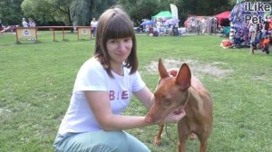 Фараонова собака. Особенности. Уход