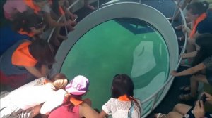 Морская прогулка на яхте "Лукер" с прозрачным дном
