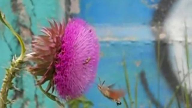 Бабочка питается чертополохом смотреть онлайн