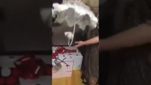 СВАТОВСТВО В ДАГЕСТАНЕ, ЧТО НУЖНО НЕСТИ, ПРИМЕР