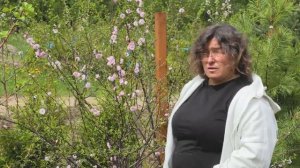 Ответы на вопросы выпуск 1: Миндаль трехлопастной