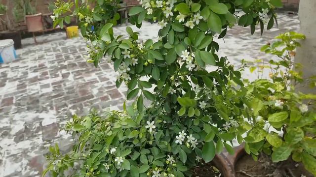 Marwa Plant Fragrant full of white Flowers at Neighbors Rooftop Garden @AsimGarden смотреть онлайн