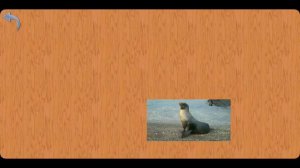 Карточки Домана Животные мира ,проверим знания ,обучающее видео для детей