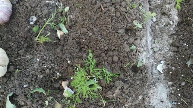 Простой и проверенный способ посадки озимого чеснока.Сроки посадки озимого чеснока. смотреть онлайн