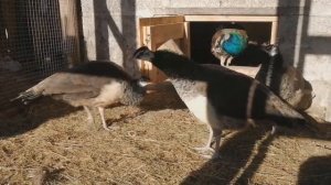 Павлины в моем хозяйстве::: Увлекательный рассказ о содержании, кормлении, разведения::::