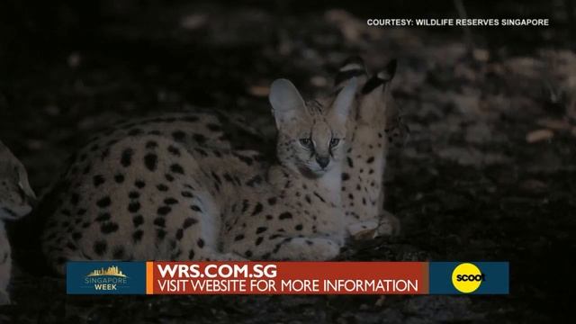 Exploring Singapore's Night Safari смотреть онлайн