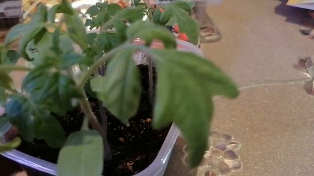 Желтый горшечный и рубиновые бусы от агрофирмы Гавриш. Готовлюсь к пикировке рассады томатов смотреть онлайн