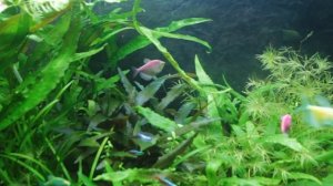 Дизайн аквариума на 120 литров.