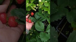 Очень вкусный сорт клубники АНАИС.