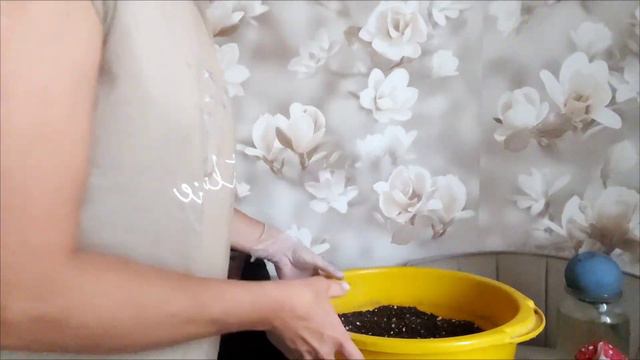 Гортензия крупнолистная🌺Пикировка летних черенков🌺04.10.2023 смотреть онлайн