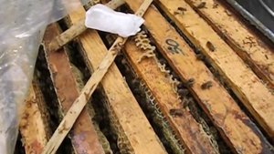 обработка пчел от клеща Варроа в мае - июне, с помощью муравьинки