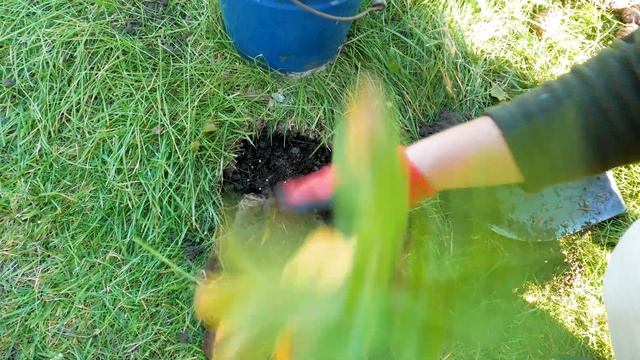 ?️ГОРТЕНЗИИ Посадка в КИСЛЫЙ Грунт, Хвойный Опад, Шишки с добавлением СЕРЫ