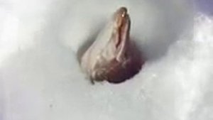 Смотреть Жизнь И Ловля Пресноводных Рыб - Ловля Пресноводных Рыб