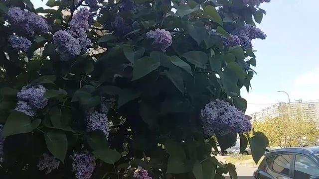 Цвіте бузок Ландшафтний дизайн біля дому Зразок клумби 84