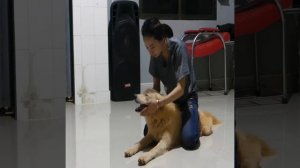 Beautiful Single Mom Feeding And Make Love With Her Dog