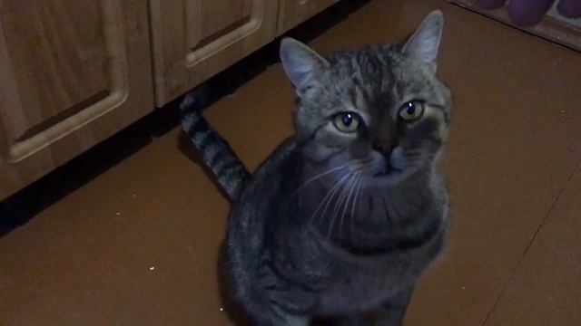 Своровал кота на время чтобы покормить)!).mp4 смотреть онлайн