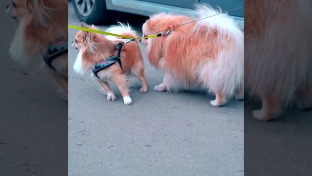 Собачка Элис на улице знакомит кошку Баттерс с другими собаками смотреть онлайн