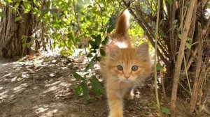 Уход за котами. Выбор шлейки для котов